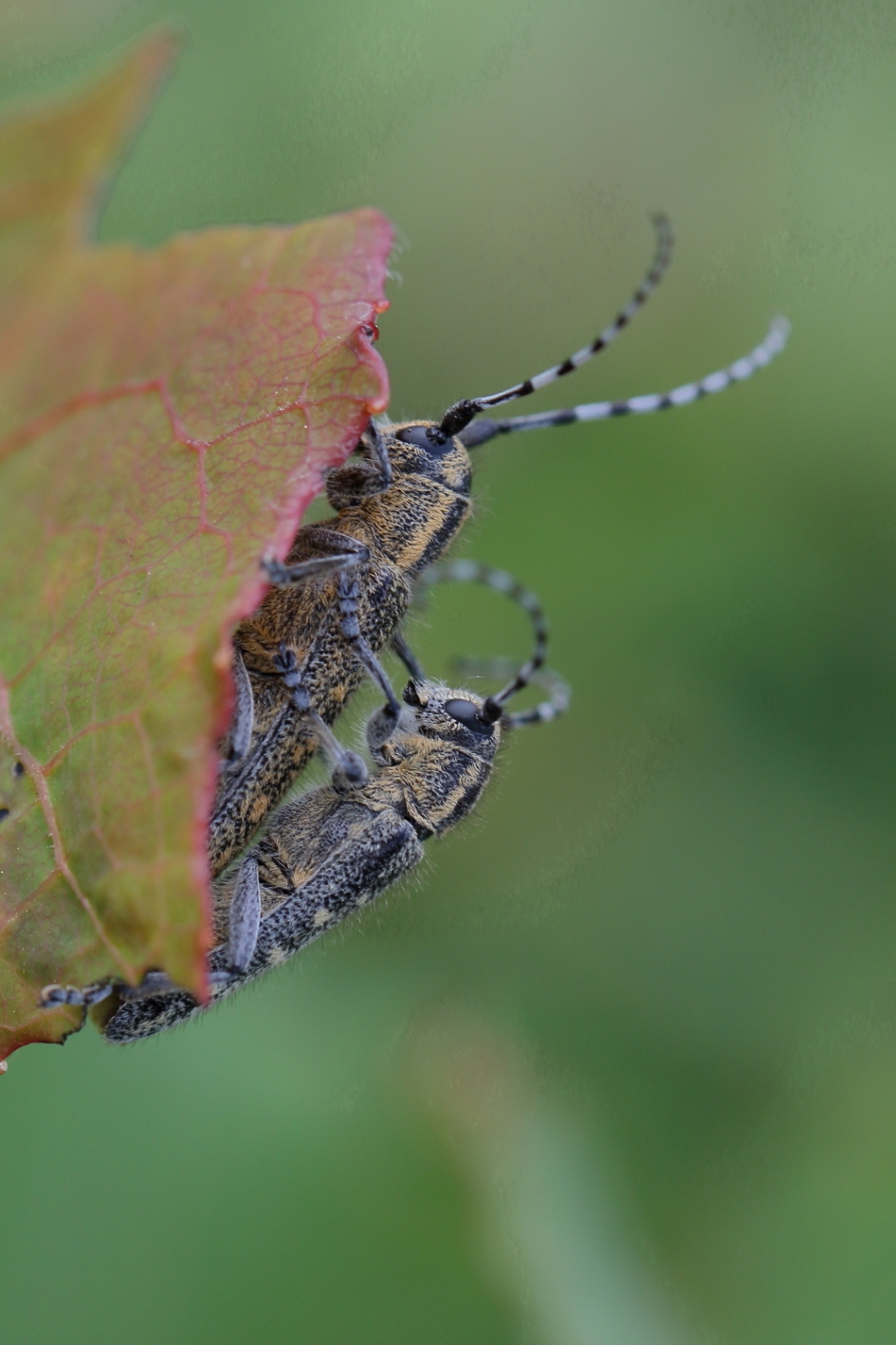 kleine populierenboktor - Geleedpotigen - kleine populierenboktor