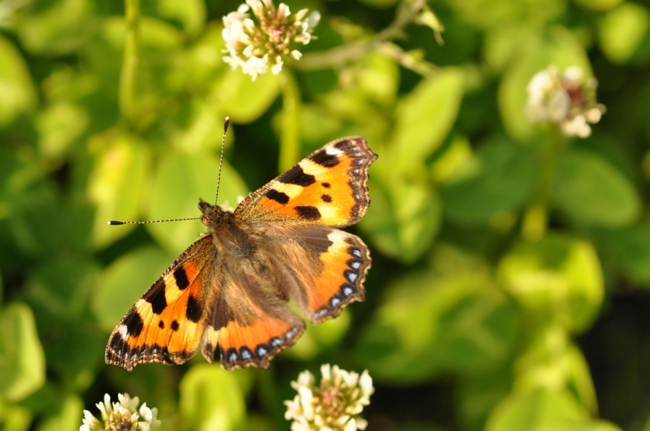 Kleine vos - Geleedpotigen - Kleine vos