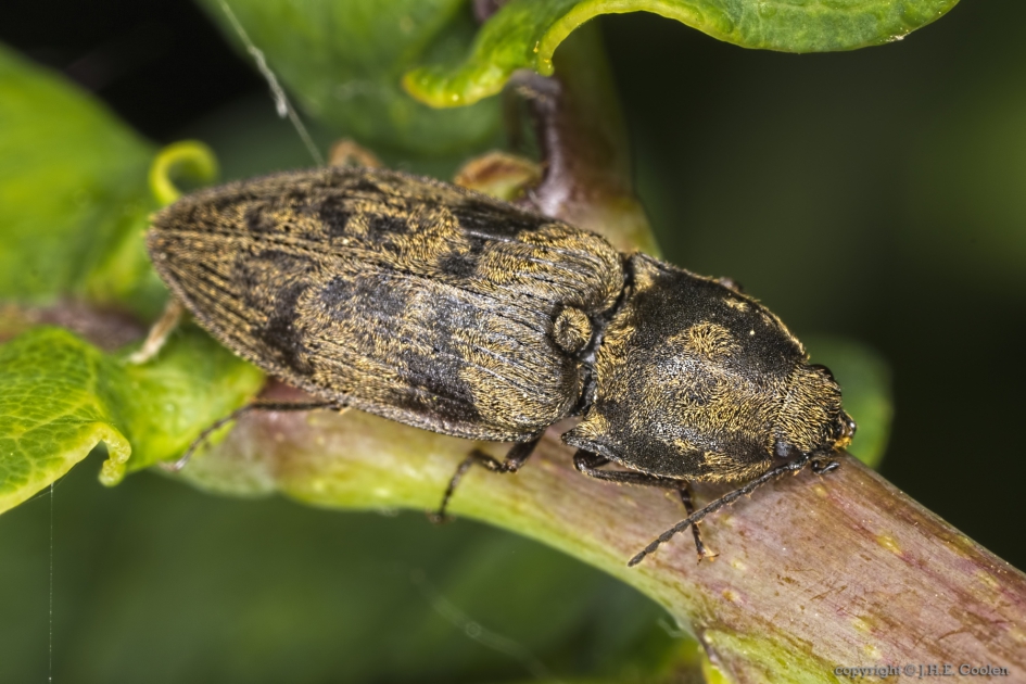 Kniptor (Prosternon tessellatum) - Geleedpotigen - Kniptor