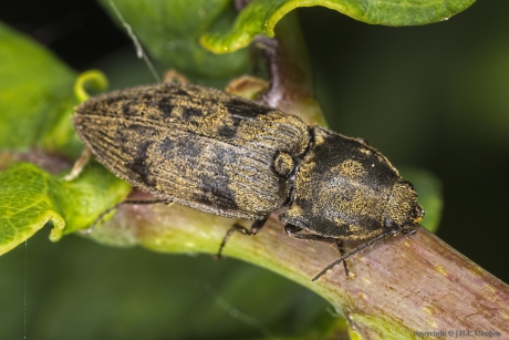 Kniptor (Prosternon tessellatum)