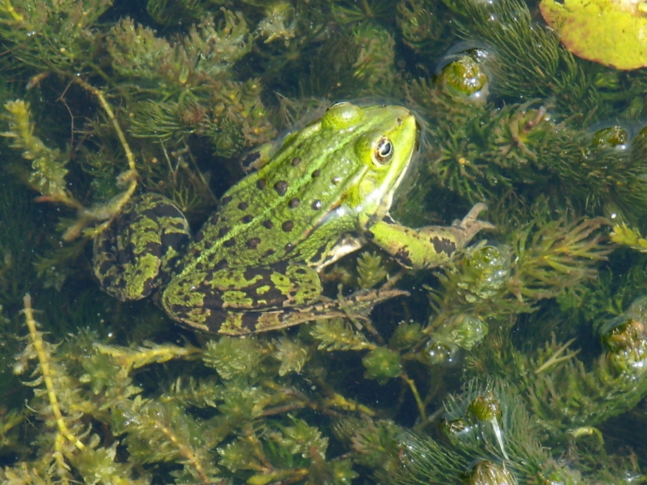 Koele kikker - Reptielen en amfibieën - 
