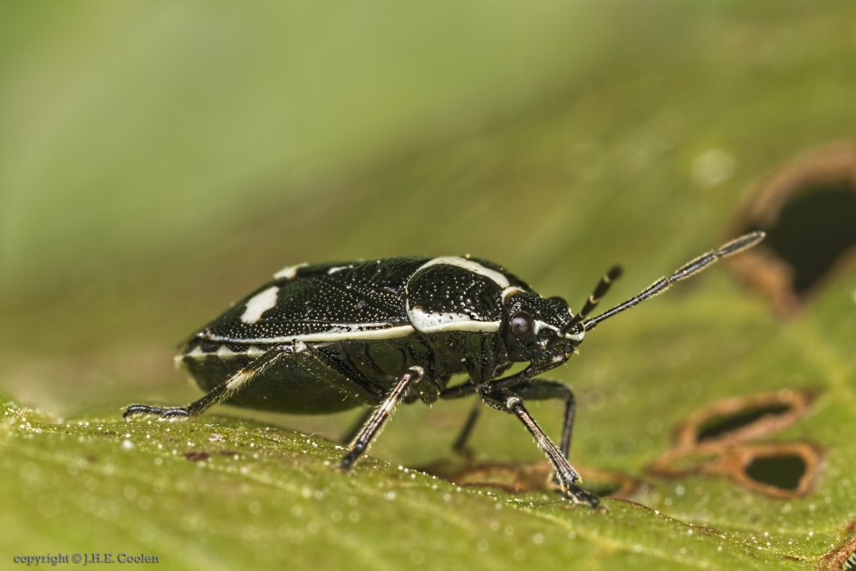 Koolwants (Eurydema oleracea) - Geleedpotigen - Koolwants