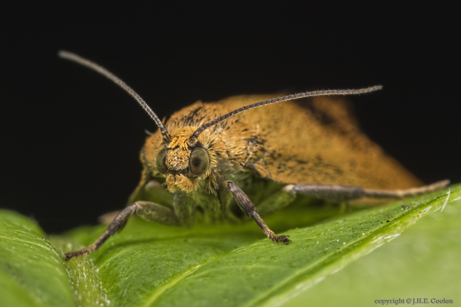 Koraalbladroller (Ptycholoma lecheana) - Geleedpotigen - Koraalbladroller
