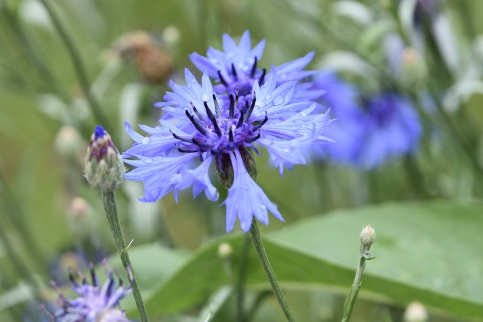 Korenbloem - Planten - 