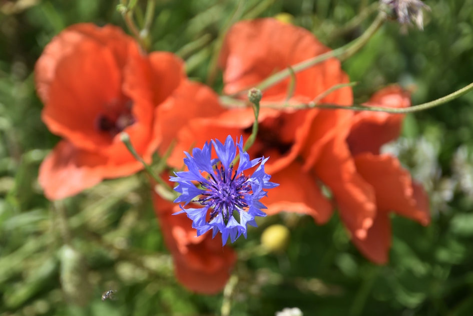 Korenbloem met klaprozen - Planten - 
