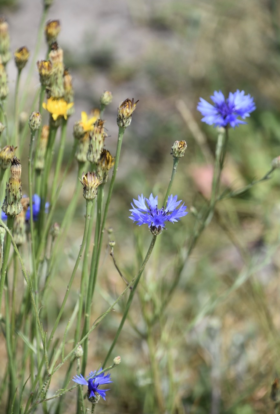 Korenbloemen - Planten - 