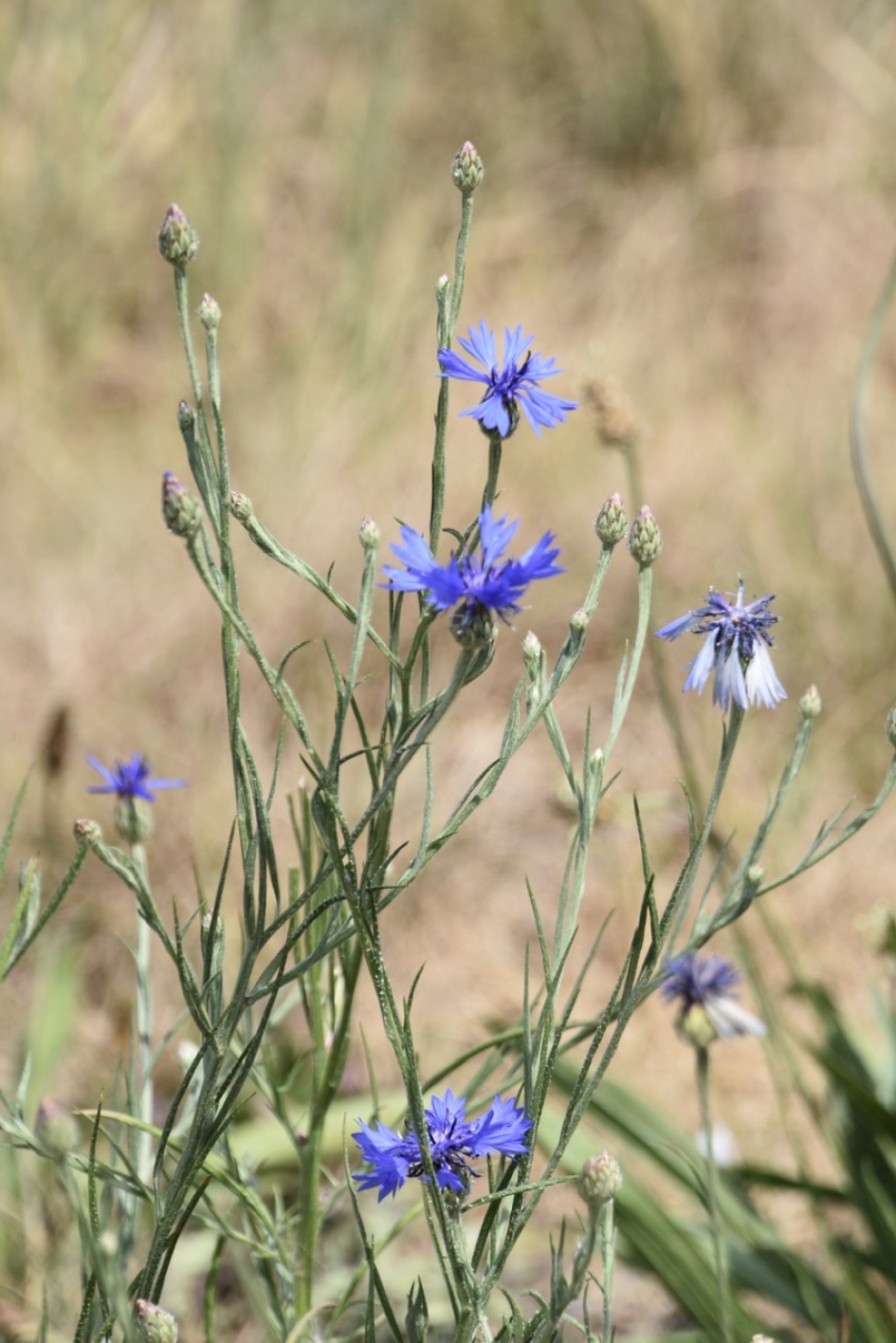 Korenbloemen - Planten - 