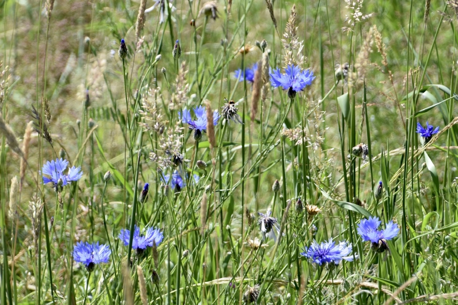 Korenbloemen - Planten - 