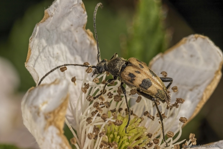 Korte smalboktor (Pachytodes cerambyciformis)