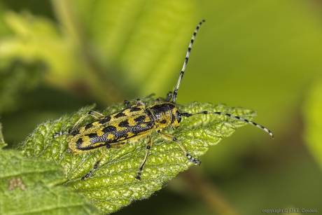 Ladderboktor (Saperda scalaris)
