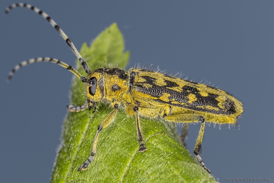 Ladderboktor (Saperda scalaris) - Geleedpotigen - Ladderboktor