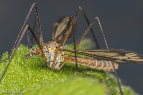Langpootmug , Tipula vernalis