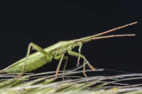 Langsprietgraswants (Megaloceroea recticornis)