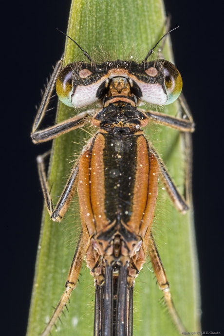 Lantaarntje (Ischnura elegans) 2