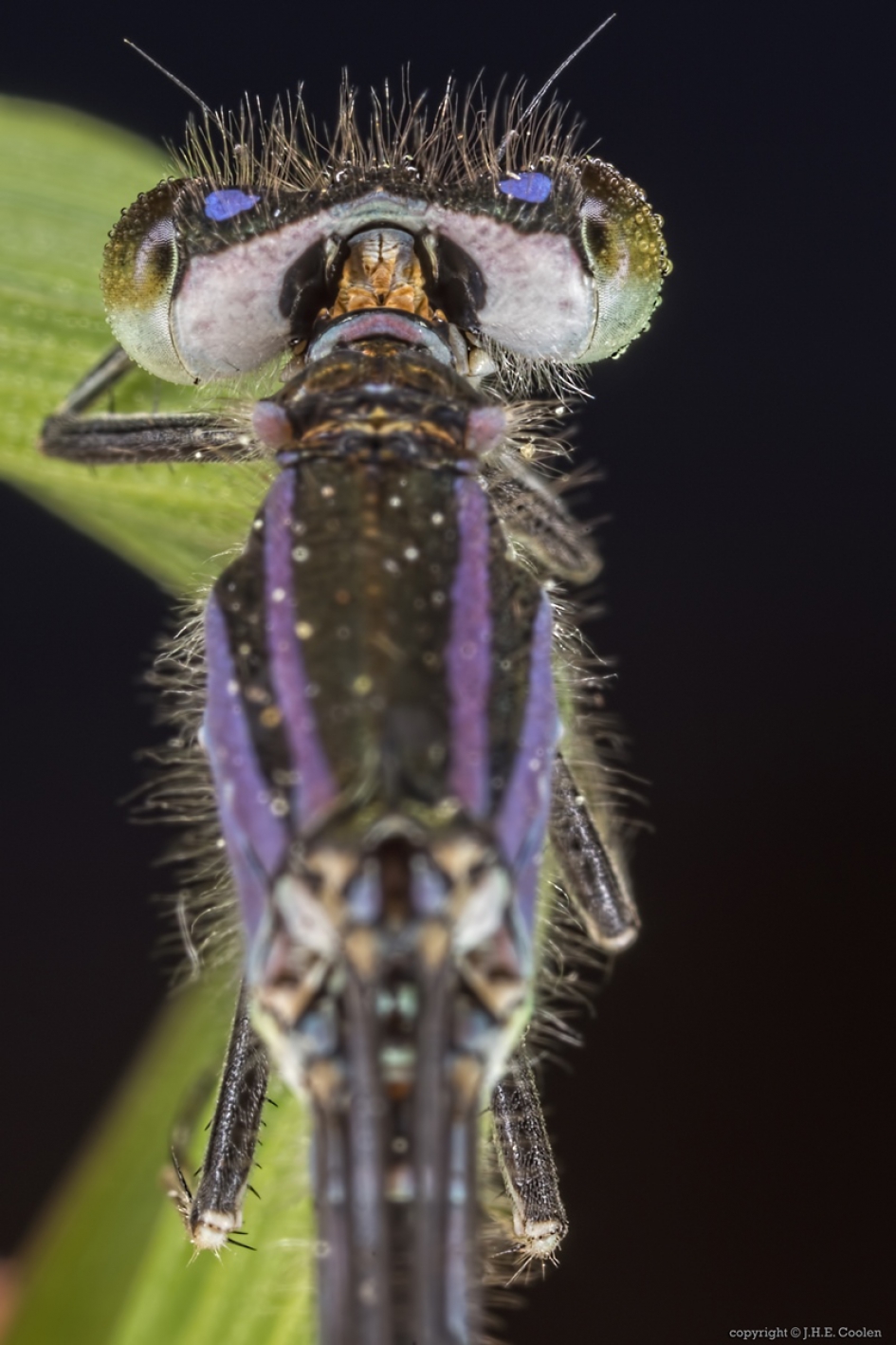 Lantaarntje (Ischnura elegans) - Geleedpotigen - Lantaarntje