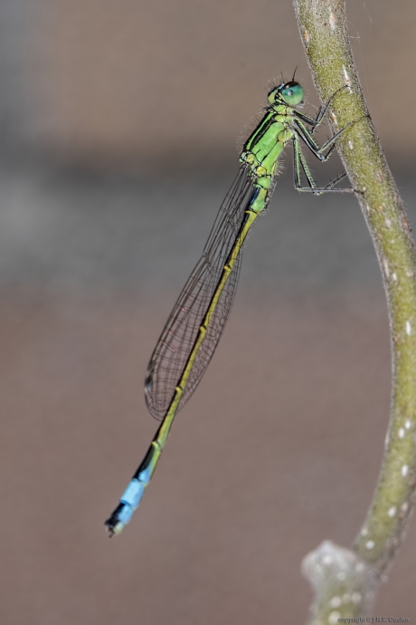 Lantaarntje (Ischnura elegans)