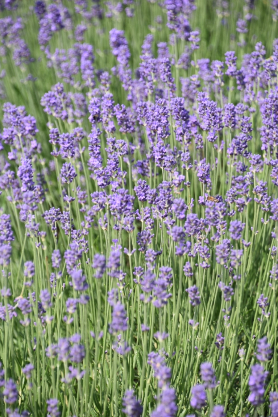 Lavendel - Planten - 