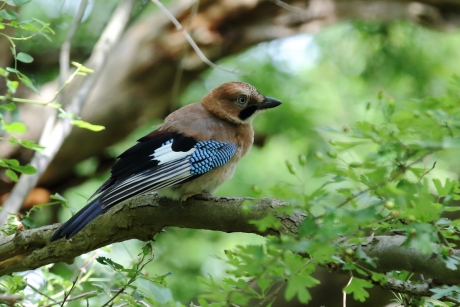 lawaai van een jonge Vlaamse gaai