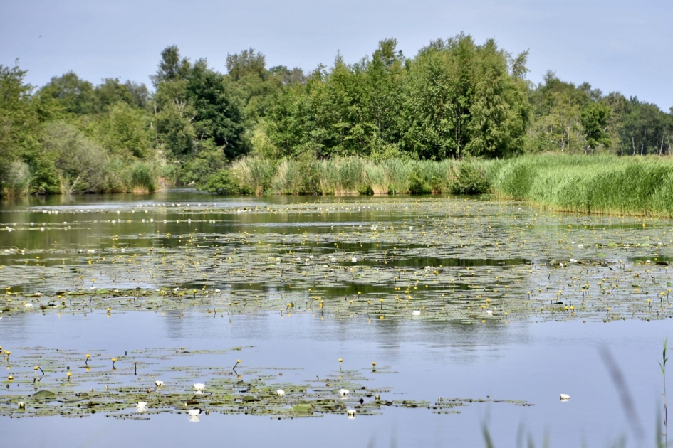 In de petgaten veel waterlelies - Planten - 