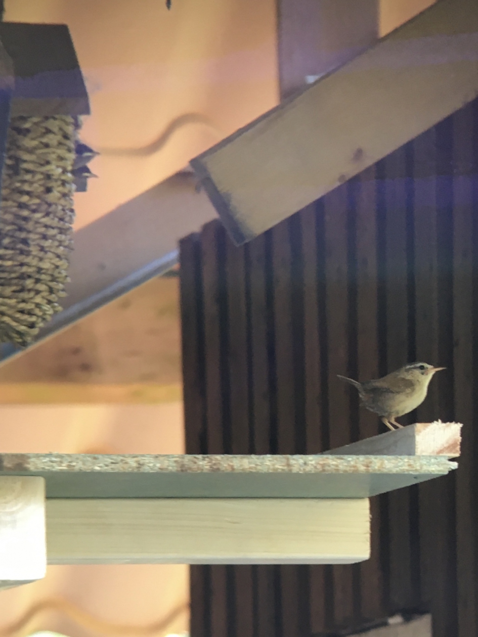 Lege nest syndroom..... - Vogels - Winterkoninkjes