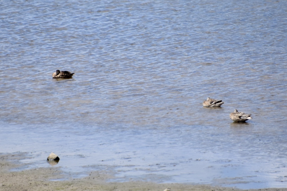 Lekker dobberen - Vogels - 