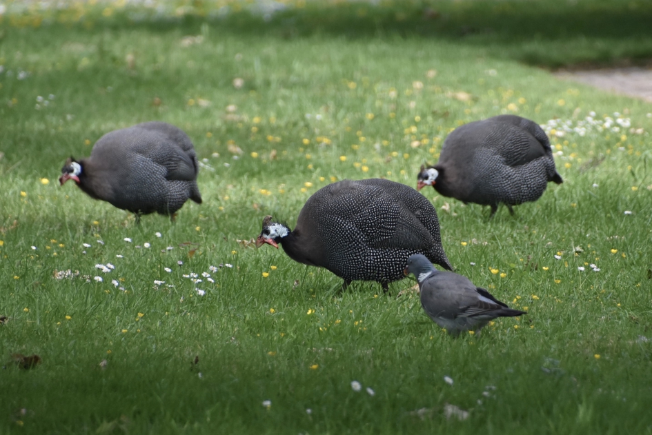 Lekker scharrelen - Vogels - Parelhoenders