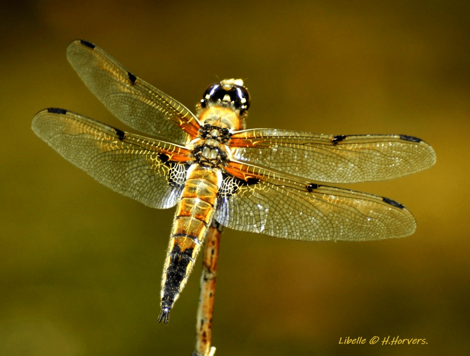 Libelle - Geleedpotigen - Libelle