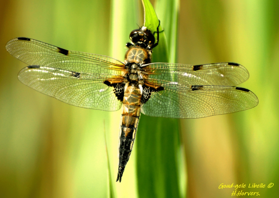 Libelle - Geleedpotigen - Libelle