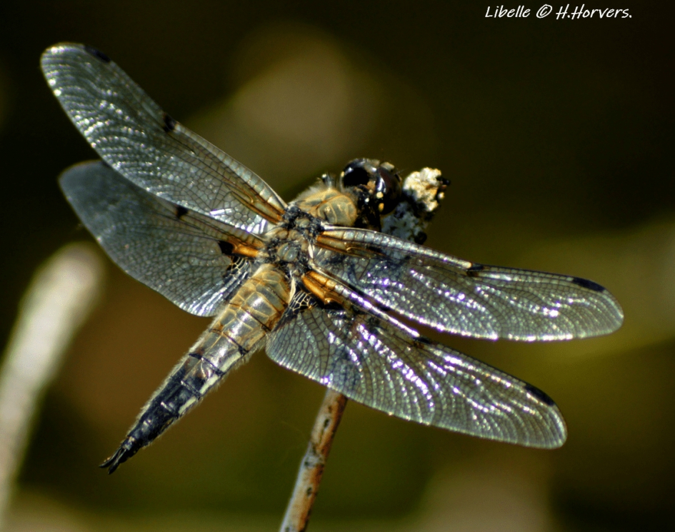 Libelle - Geleedpotigen - Libelle