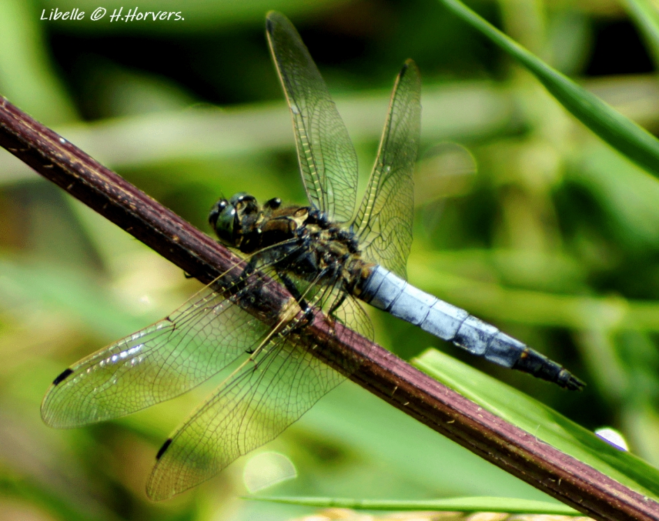 Libelle - Geleedpotigen - Libelle