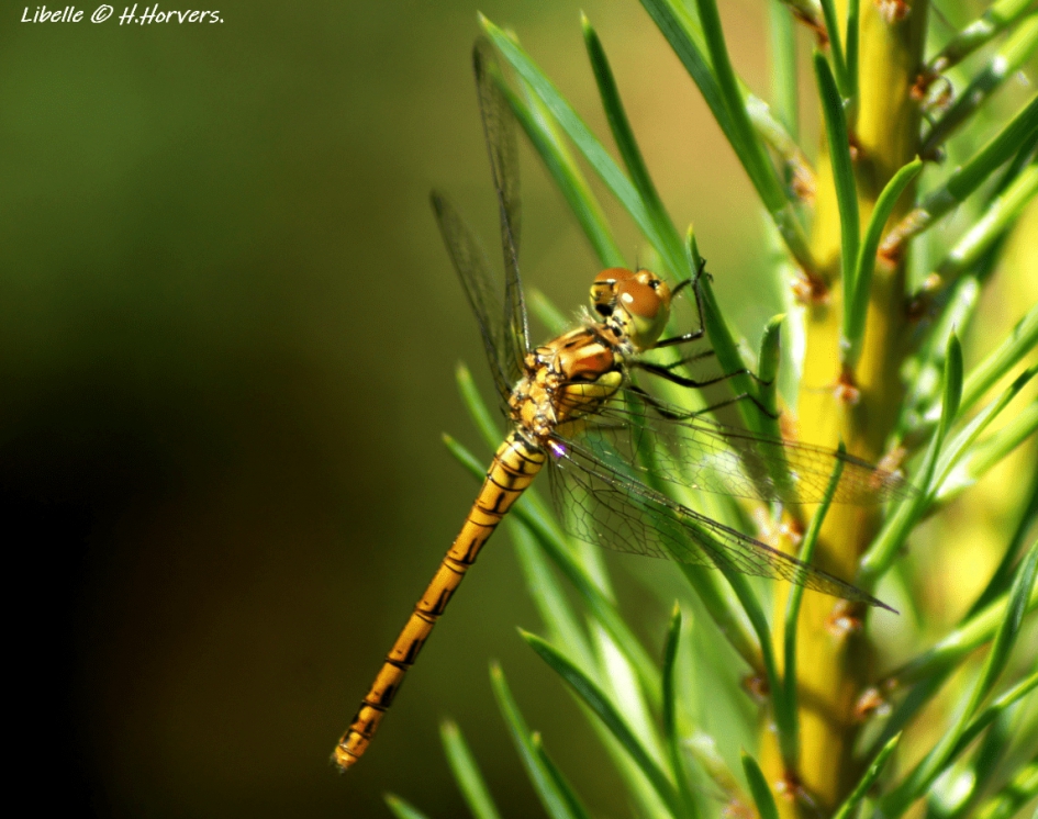 Libelle - Geleedpotigen - Libelle