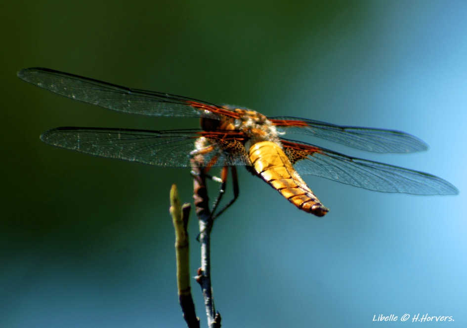 Libelle - Geleedpotigen - Libelle