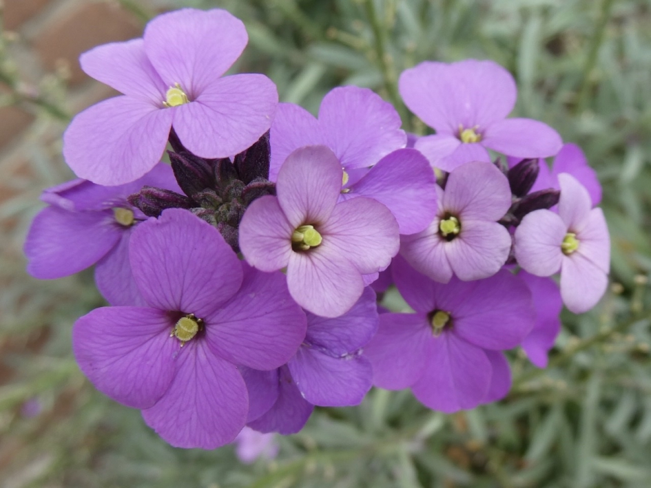 Lief klein bloemetje - Planten - 