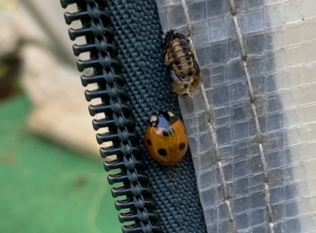 Lieveheersbeestje net uit pop