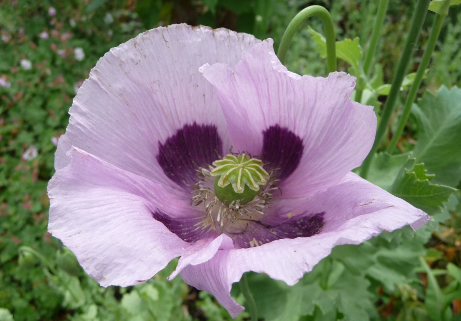 Lila klaproos - Planten - 