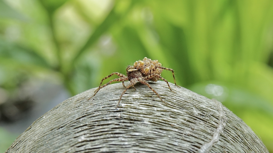 Ma Wolf met kroost - Geleedpotigen - Tuinwolfspin