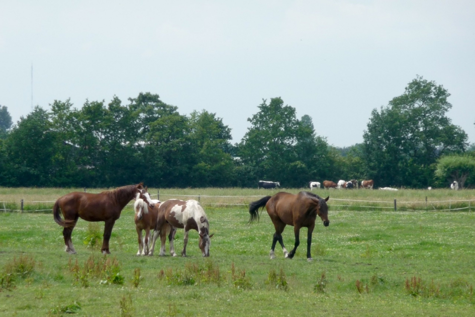 Paarden van een manege - Zoogdieren - 