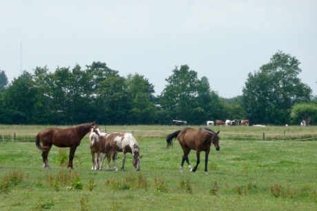 Paarden van een manege