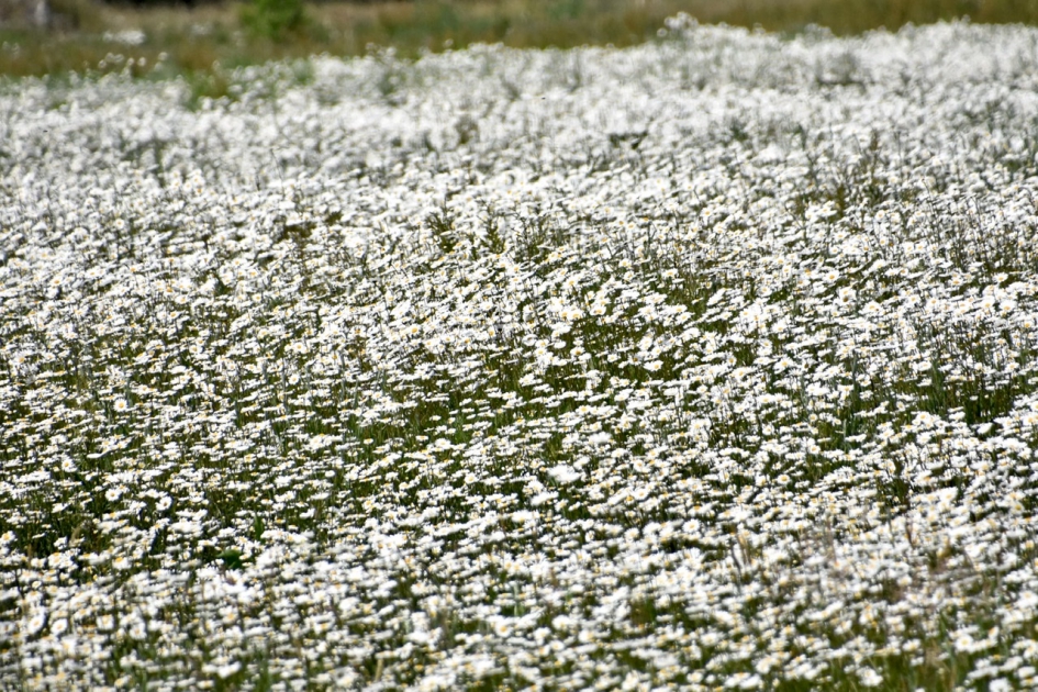Margrieten - Planten - 