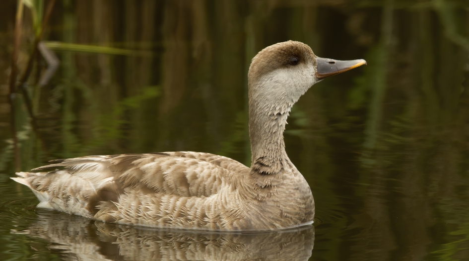 Maxima - Vogels - Krooneend