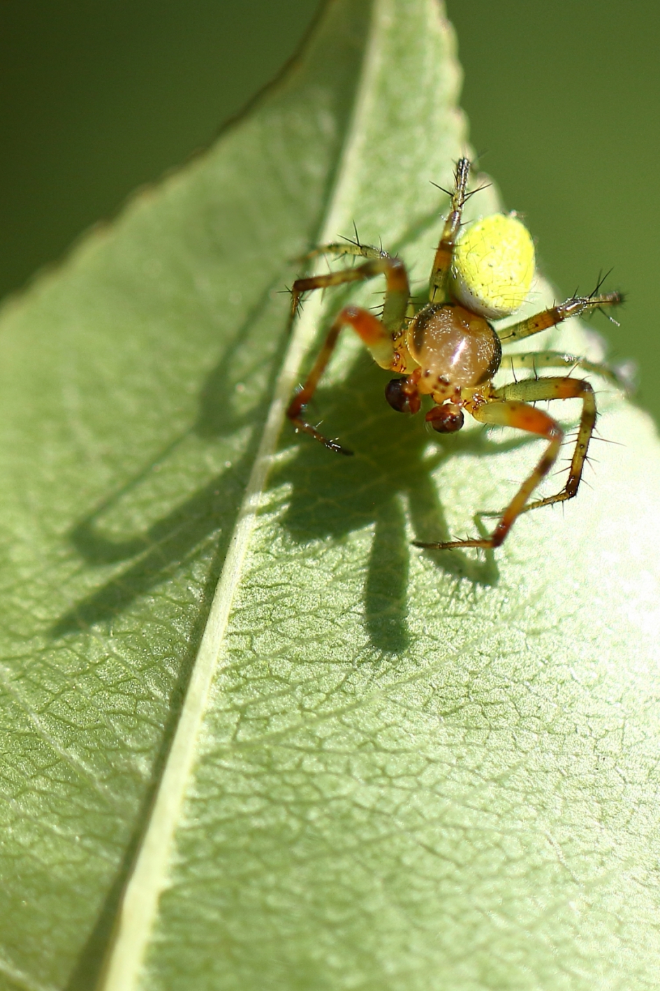 me and my shadow - Geleedpotigen - komkommerspin