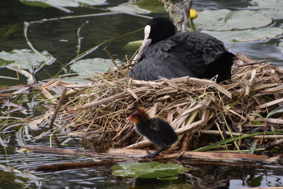 Meerkoet familie - Vogels - 