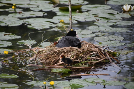 Meerkoet nest midden  in een sloot