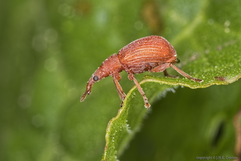 Menierood zuringspitsmuisje (Apion frumentarium) - Geleedpotigen - Menierood zuringspitsmuisje