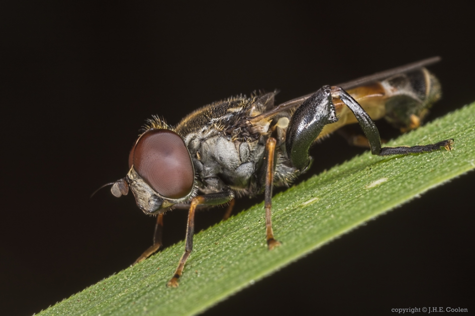 Menuetzweefvlieg (Syritta pipiens) - Geleedpotigen - Menuetzweefvlieg