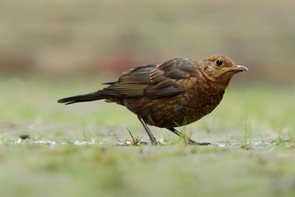 merel -juveniel- - Vogels - merel