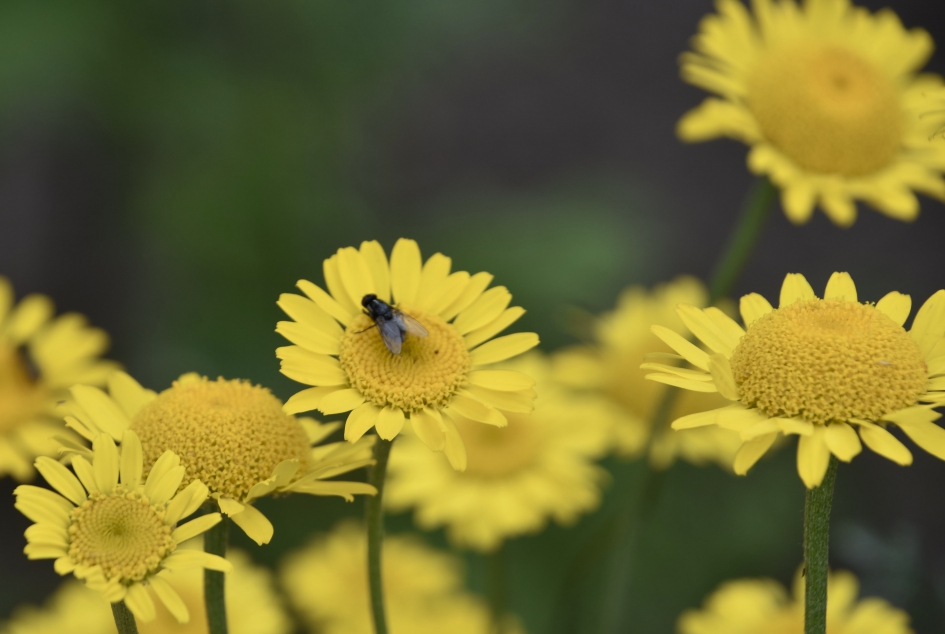 Met bezoek - Planten - 