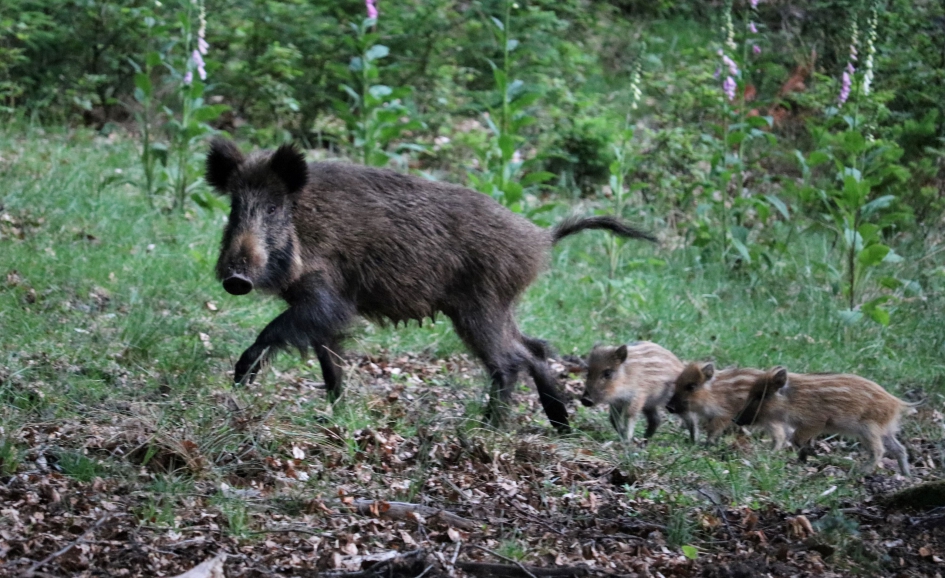 Met moeder uit wandelen - Zoogdieren - Wild zwijn