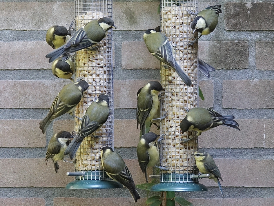 Mezen drukte - Vogels - Koolmees