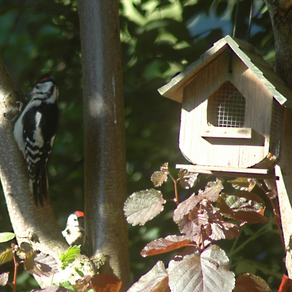 Grote Bonte Specht juveniele - Vogels - Middelste Bonte Specht